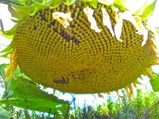 Sonnenblume Blüte